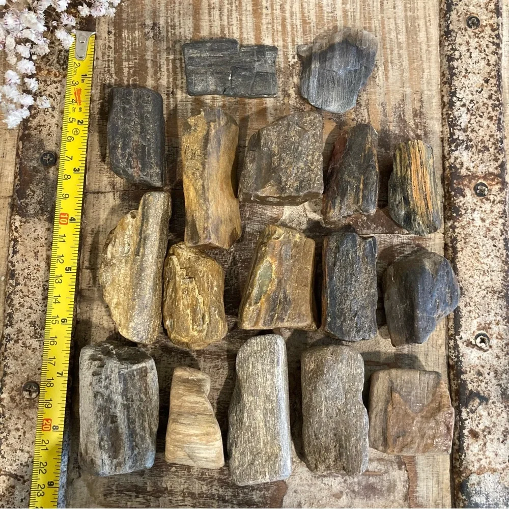 17pcs Petrified Wood 🪵 Rock Collection